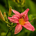 lilejnik-pink-damask-hemerocallis-pink-damask-cvetok.jpg