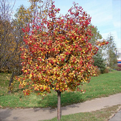 Рябина промежуточная (Sorbus intermedia)