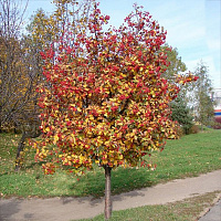 Рябина промежуточная (Sorbus intermedia)