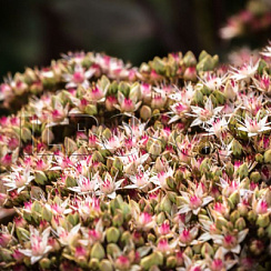 Очиток 'Матрона' (Sedum 'Matrona')