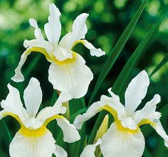 Ирис сибирский 'Сноу Квин' (Iris sibirica 'Snow Queen')