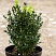 самшит