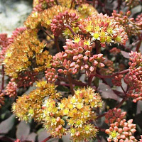 Очиток 'Еллоу Ксенокс' (Sedum 'Yellow Xenox')