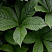 Роджерсия кленолистная (Rodgersia acerifolia)