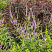 veronikastrum-virginskij-veronicastrum-virginicum-rastenie-v-cvetnike.jpg
