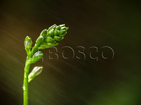 hosta-golden-tiara-hosta-golden-tiara-buton.jpg