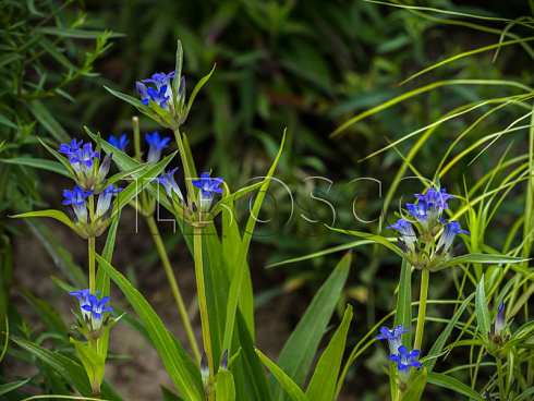 gorechavka-daurskaya-gentiana-dahurica-list.jpg
