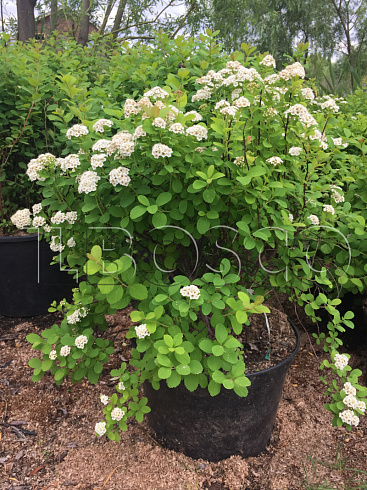 spireya-vangutta-spiraea-vanhouttei-sazhenec.jpg