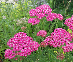 Тысячелистник 'Сериз Куин' (Achillea 'Cerise Queen')