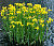 Ирис болотный (Iris pseudacorus)