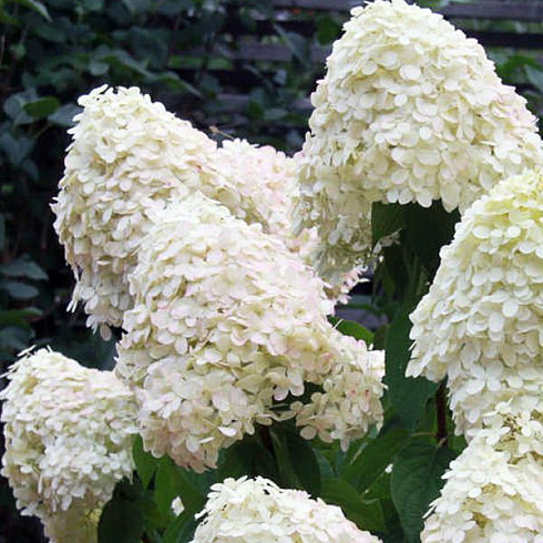 gortenziya-metelchataya-fantom-hydrangea-paniculata-rhantom-raskidistyj-kust