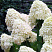 gortenziya-metelchataya-fantom-hydrangea-paniculata-rhantom-raskidistyj-kust