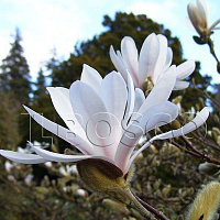 Магнолия звездчатая (Magnolia stellata)