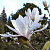 Магнолия звездчатая (Magnolia stellata)