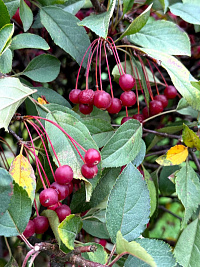 Яблоня декоративная торинго cаржента 'Вередланг' (Malus toringo sargentii 'Veredlung')