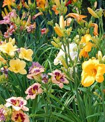 Лилейник в сортах (Hemerocallis в сортах)