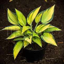 Хоста тардиана 'Джун' (Hosta tardiana 'June')