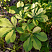 kashtan-konskij-aesculus-hippocastanum-list