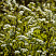 spireya-seraya-grefshejm-spiraea-cenerea-grefsheim-sazhency.jpg