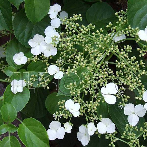 gortenziya-chereshkovaya-petiolaris-hydrangea-anomale-petiolaris-cvety.jpg
