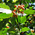 ryabina-promezhutochnaya-sorbus-intermedia-listya-s-plodami