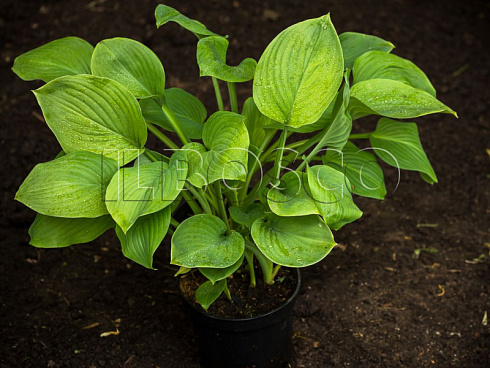 hosta-sam-ehnd-sabstens-hosta-sum-and-substance-rastenie-v-gorshke.jpg