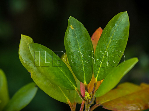 rododendron-rozeum-ehlegans-rhododendron-roseum-elegans-list.jpg