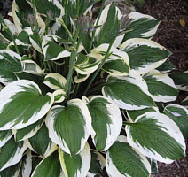 Хоста 'Патриот' (Hosta 'Patriot')