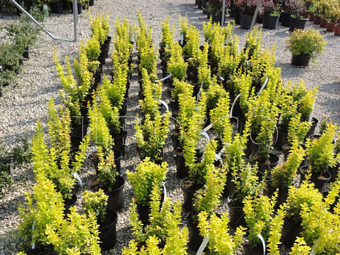 barbaris-tunberga-mariya-berberis-thunbergii-maria-sazhency-ryadami.jpg