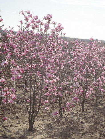 magnoliya-zvezdchataya-rozea-magnolia-stellata-rosea-kust.jpg