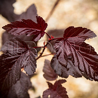 Пузыреплодник калинолистный 'Леди ин Ред' (Physocarpus opulifolium 'Lady in Red' (2))