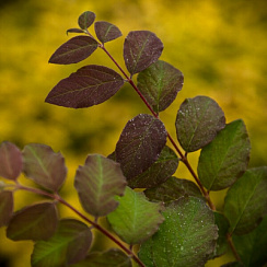 Снежноягодник ''Мэджик Берри' (Symphoricarpos 'Magic Berry')