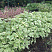 snyt-obyknovennaya-pestrolistnaya-aegopodium-podagraria-variegata-klumba.jpg