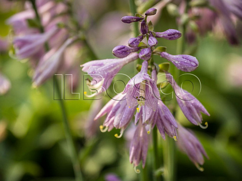 hosta-blyu-kadet-hosta-blue-cadet-cvetok.jpg