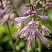 hosta-blyu-kadet-hosta-blue-cadet-cvetok.jpg