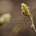 magnoliya-zvezdchataya-magnolia-stellata-pochka.jpg