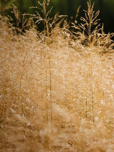 shchuchka-dernistaya-goldtau-deschampsia-cespitosa-goldtau-blestyashchie-melkie-koloski