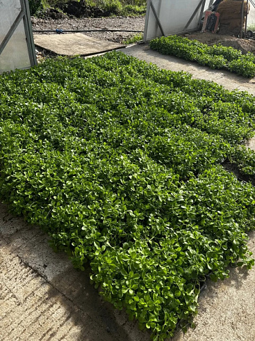 (MR-532) sedum-kamchatskiy-lotok-dlya-ozeleneniya-krovli-ilbosco
