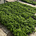 (MR-532) sedum-kamchatskiy-lotok-dlya-ozeleneniya-krovli-ilbosco