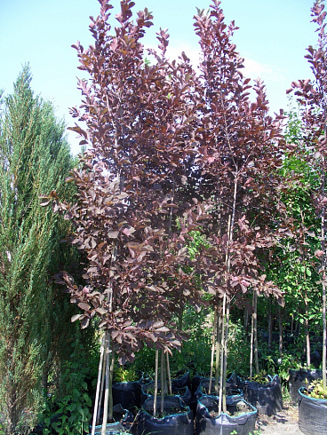 cheremuha-virginskaya-shubert-prunus-virginiana-shubert-sazhency