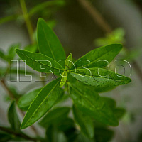 Бирючина обыкновенная 'Атровиренс' (Ligustrum vulgaris 'Atronirens')