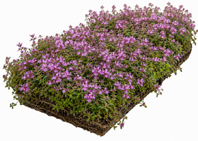 Рулонный многолетник Тимьян ползучий розовый (Thymus serpyllum)