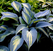 Хоста 'Гранд Маркью' (Hosta 'Grand Marquee')