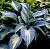 Хоста 'Гранд Маркью' (Hosta 'Grand Marquee')