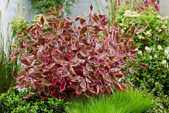 Дерен белый 'Миракл' (Cornus alba 'Miracle')