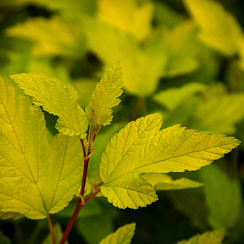 Пузыреплодник калинолистный 'Наггет' (Physocarpus opulifolium 'Nugget')