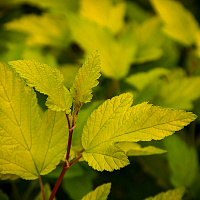 Пузыреплодник калинолистный 'Наггет' (Physocarpus opulifolium 'Nugget')
