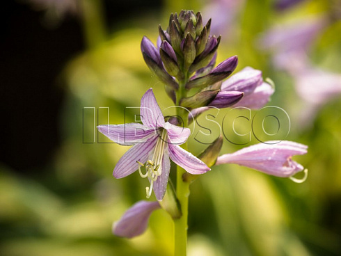 hosta-lehjksajd-littl-taft-hosta-lakeside-little-tuft-cvetok.jpg