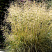shchuchka-dernistaya-goldtau-deschampsia-cespitosa-goldtau-plotnye-kusty-kochki