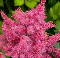 Астильба гибридная 'Распберри' (Astilbe hybrid 'Raspberry')